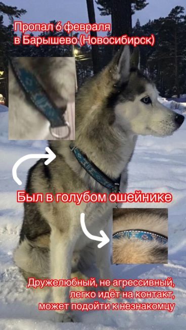 РАЗЫСКИВАЕТСЯ ПЁС🐕
⚠️ВОЗНАГРАЖДЕНИЕ 20 000 ₽  6 февраля в Барышево (Новосибирск, Кольцово, Первомайский..