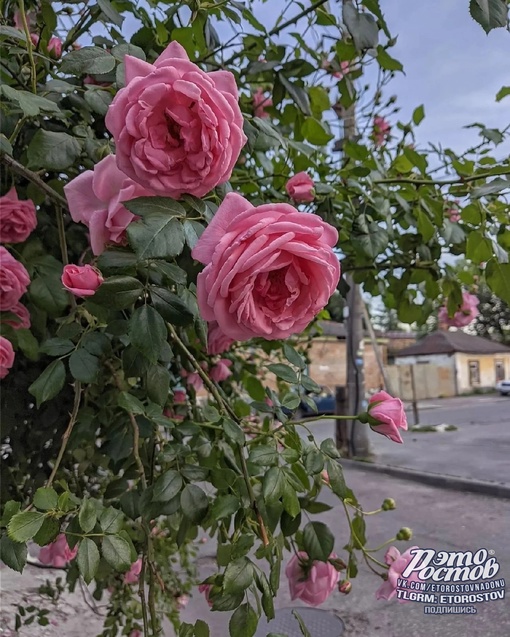 Розы Богатяновки 🌹🌺 Восхитительная..