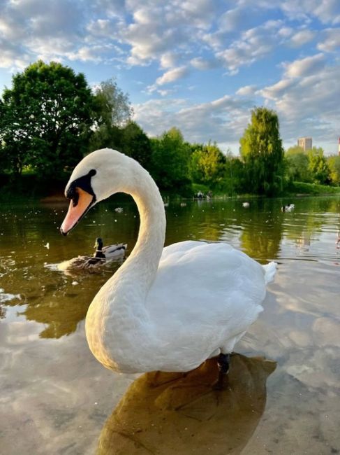 🦢Начнем этот день с прекрасных лебедей в парке Митино.  Фото: Наталья..