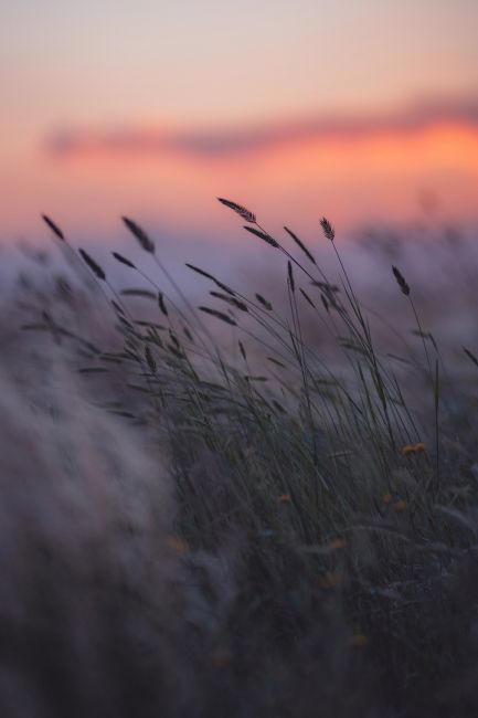 🌾 Рассвет в хуторе Шаминка, Ростовская область  Фотограф: Артём..