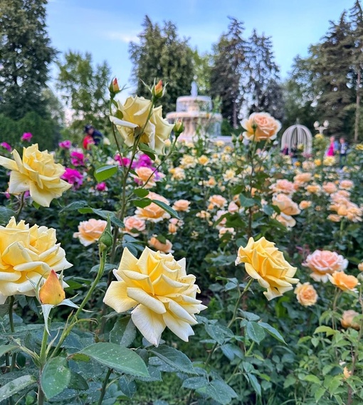 🌹В парке Горького расцвели розы.  Фото..