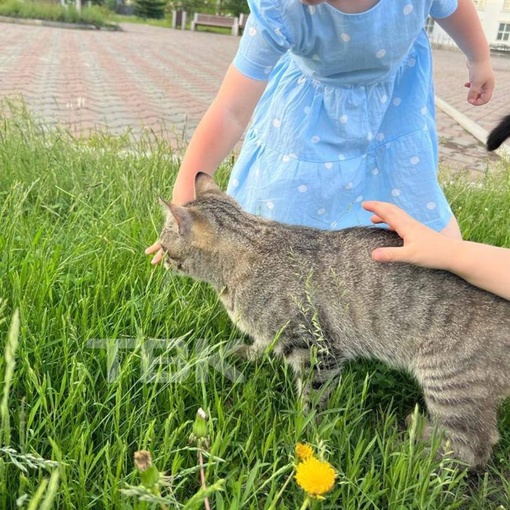 Церковного кота вернули в храм Рождества Христова  Теперь Барсик дома..