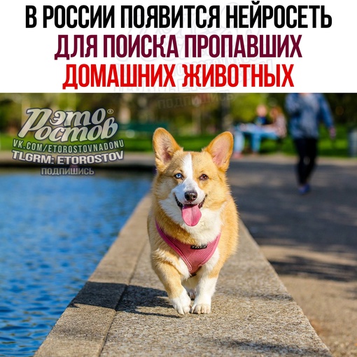 🐕 В России появится нейросеть для поиска домашних животных. Об этом сообщает ТАСС со ссылкой на..