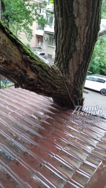 🌳⚠ Огромное дерево легло на крышу квартиры на Будённовском, 100А  «С 8 утра звоню в МЧС, в квартире живут два..