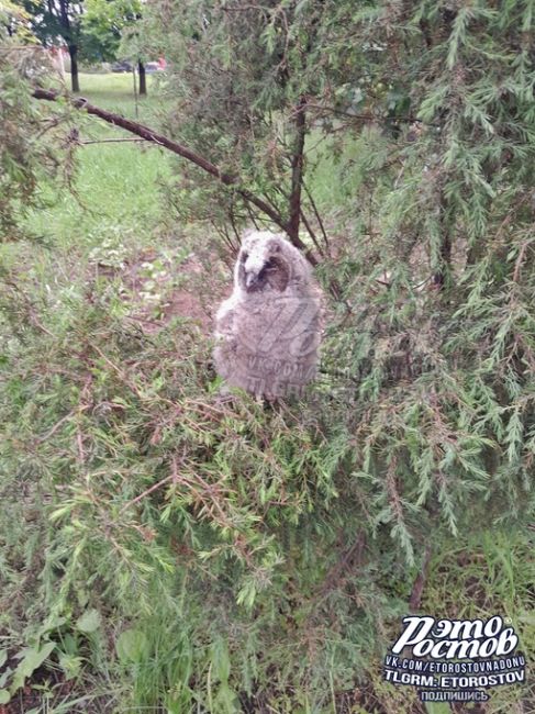 🦉 «На Доватора сидит краснокнижная сова. Может, ей помощь ветврачей нужна?», - задаётся вопросом подписчик..