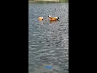 🤗Минутка добрых новостей.  В одном из московских дворов были найдены малыши-огарята, которые остались без..