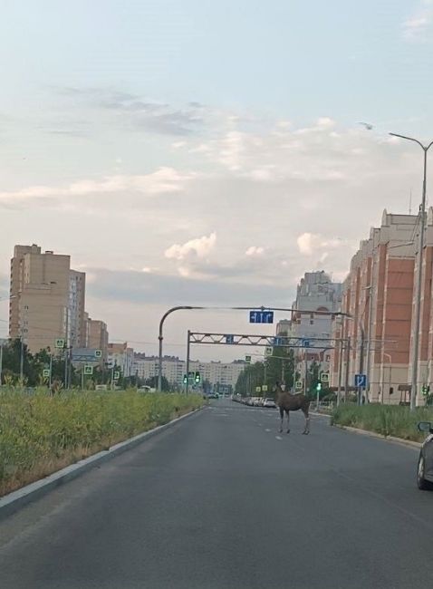 В Приморском районе лося заметили прямо на проезжей части. Сохатый стоял на пересечении проспекта..