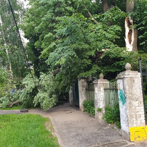 🗣️ «От сильного порыва ветра у дома 9а по Красносельской упало дерево, никто не пострадал», — сообщает..