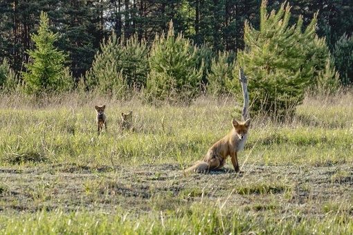 В Нижне-Свирском заповеднике в Ленинградской области живет лисичка с лисятами. 
Малышам уже около месяца, и..