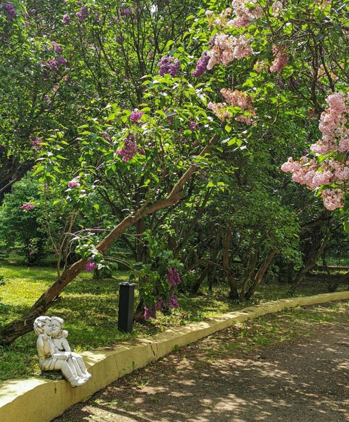 🌷Прекрасный розарий парка "Сокольники".  Фото: Руслан..