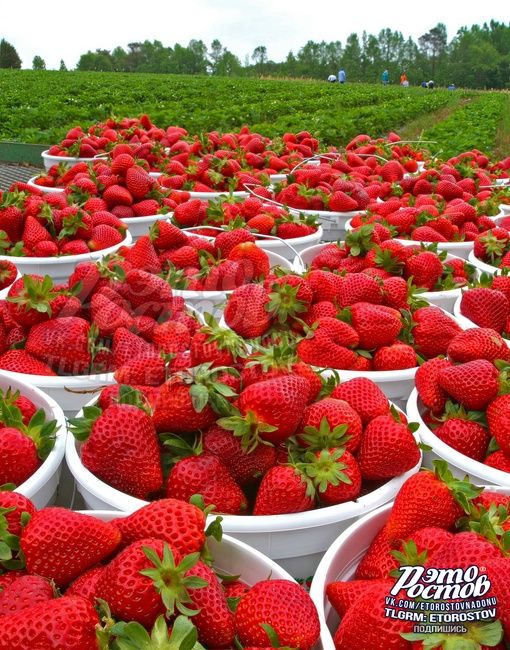 🍓Донская клубничка..