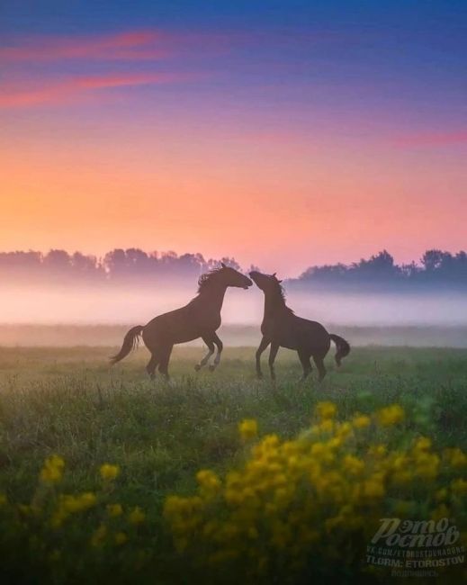 Дикие лошади на острове Водный, озеро Маныч-Гудило 🧡🐴  На сегодняшний день на острове обитают около 300..