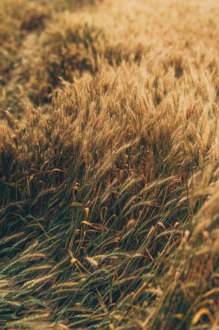 🌾 Золотистые поля Ростовской области перед грозой 🌩  Фото: Артём..