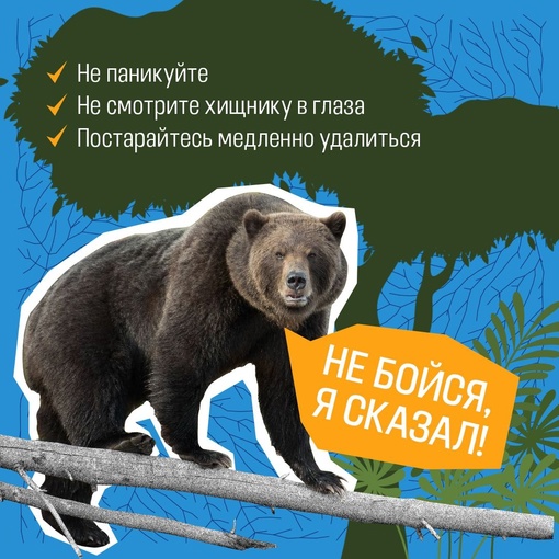 🐻 До недавнего времени в Татарстане своих медведей не было – если и забредали, то из соседних Кировской..