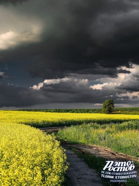 🌼Перед дождём на рапсовом..