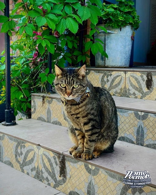 😼 Ростовский кот-джентельмен. Предпочитает только деликатесных..