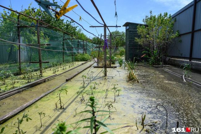 🌊 Около полусотни улиц на востоке Батайска оказались в воде. В одном из домов на улицу Гоголя сапоги..