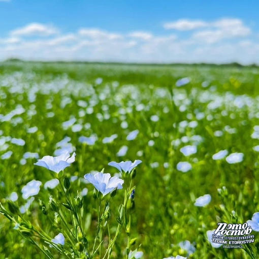 💙 Бескрайнее лняное море в Ростовской..