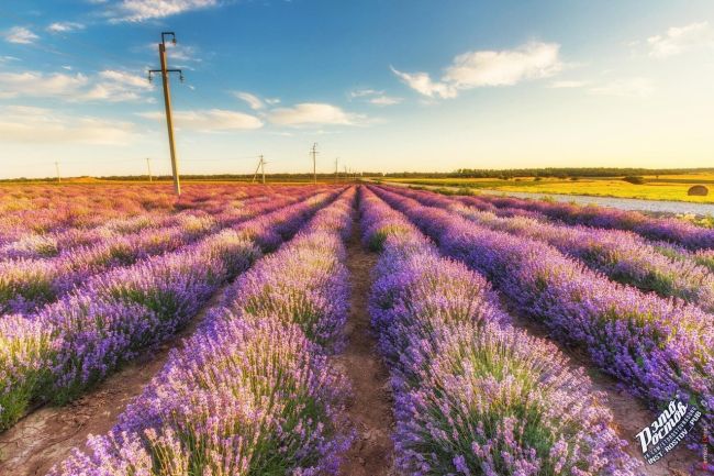 Лавандовое поле в районе хутора Старозолотовский 💜
Наш маленький Прованс..