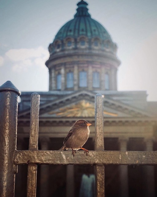 Доброе утро, Питер..