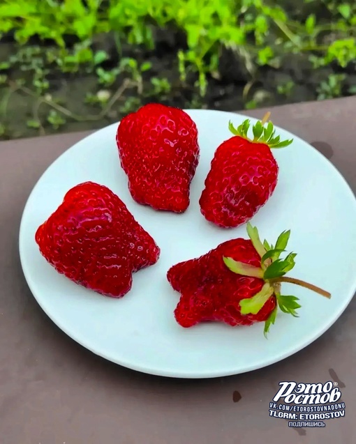 🍓 Вкусное ростовское..