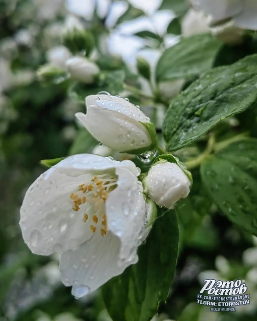 ☔ Дождливая весна выдалась в этом..