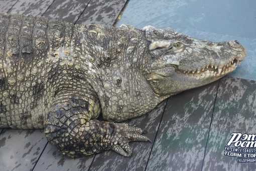 🐊В ростовском зоопарке для сиамского крокодила Люцифера отстроили новый вольер. 50-метровое жилище..