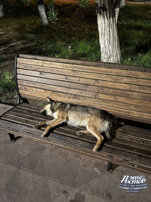 🐕😴 Собачий чилл на лавочке в центре Ростова  ⚠ВНИМАНИЕ! [https://vk.com/video/@etorostovnadonu|Видео могут смотреть] только..