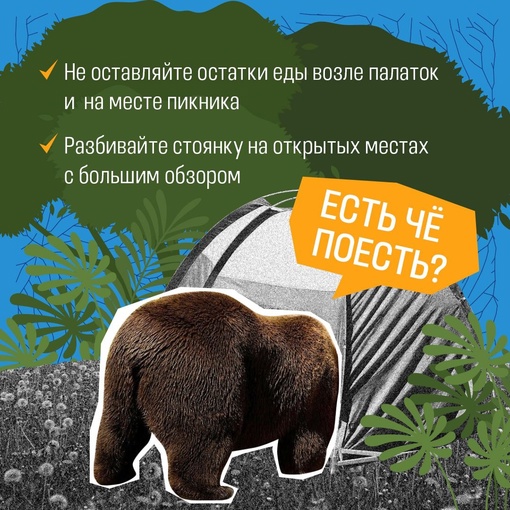 🐻 До недавнего времени в Татарстане своих медведей не было – если и забредали, то из соседних Кировской..