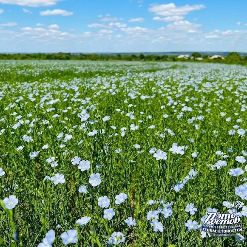 💙 Бескрайнее лняное море в Ростовской..