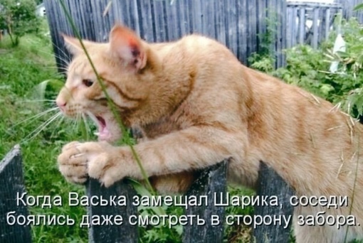 🐈 Пушистый охранник, чтобы не угнали..