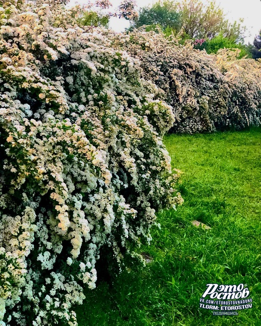 🤍 Цветущая спирея в Ростове. Настоящий живой забор..