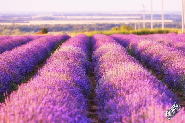 Лавандовое поле в районе хутора Старозолотовский 💜
Наш маленький Прованс..