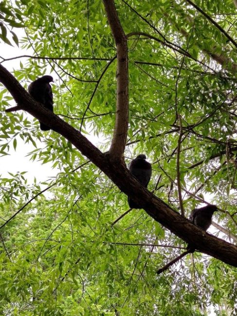 🌳Умиротворяющий Воронцовский..