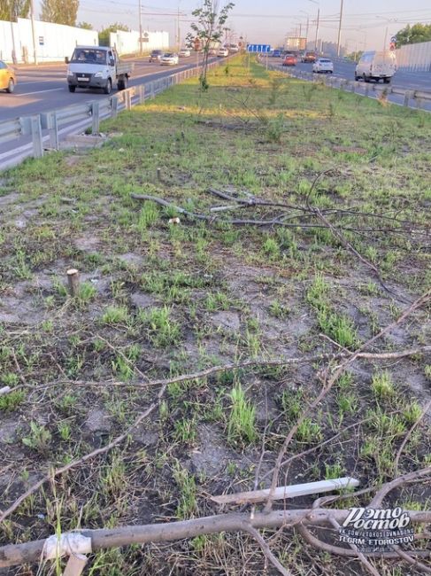 🌳«"Озеленение" вдоль моста Малиновского прошло успешно. Высохшие деревья, выгоревшая трава, где-то деревья..