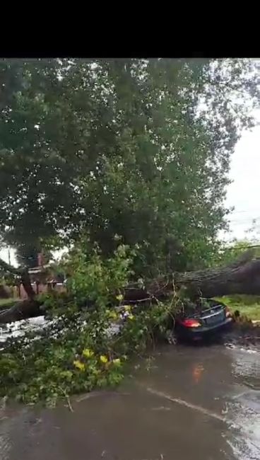 ⚡️⚡️На Ворошиловском 4 , в центре Ростова на мужчину упало дерево. Приехала скорая и забрала..