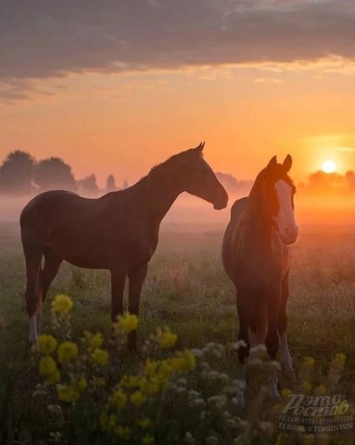 Дикие лошади на острове Водный, озеро Маныч-Гудило 🧡🐴  На сегодняшний день на острове обитают около 300..