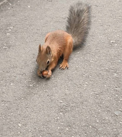 🐿️Рыжие красотки из «Швейцарии»  А вы кормите белочек в дендрарии?
..