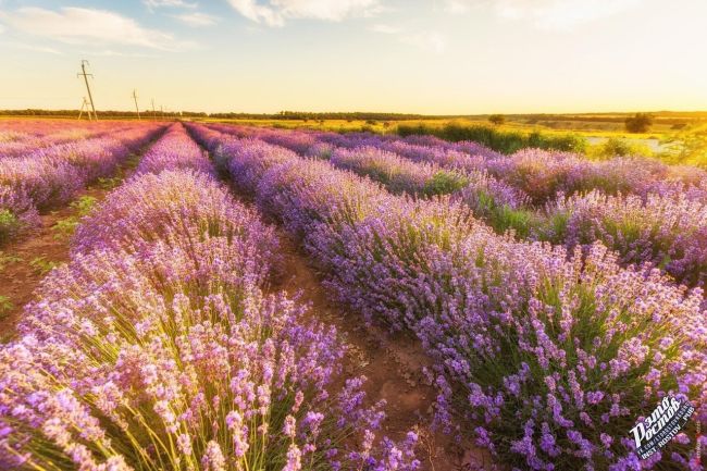 Лавандовое поле в районе хутора Старозолотовский 💜
Наш маленький Прованс..