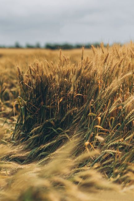 🌾 Золотистые поля Ростовской области перед грозой 🌩  Фото: Артём..