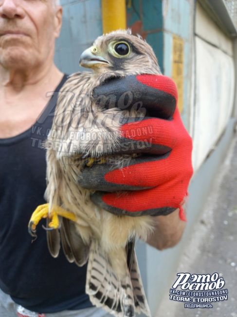 🦅 «Молодой ястребок упал с крыши. Подобрали его, он летать не может. Подскажите, куда обратится?», -..