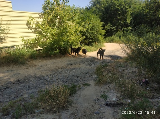 🐕 Подписчики жалуются на огромную стаю беспризорных собак. Её обнаружили по Согласия, 1.  «14 крупных особей,..