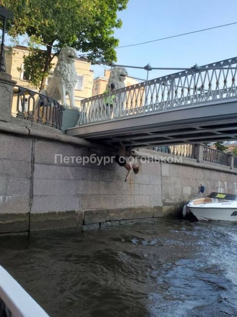 На Львином мосту паренек почувствовал себя..