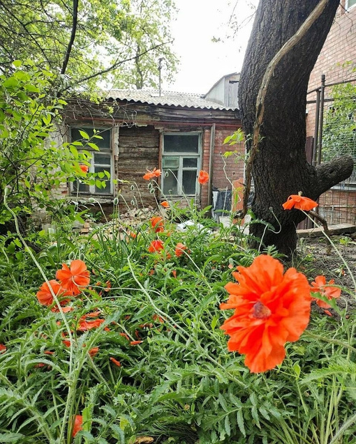 🌼В этом году Ростов как никогда зелен и полон цветами..