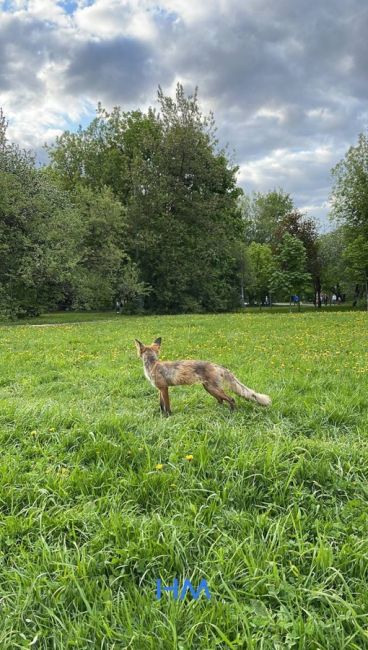 🦊 Вот такая лисичка гуляет в парке..