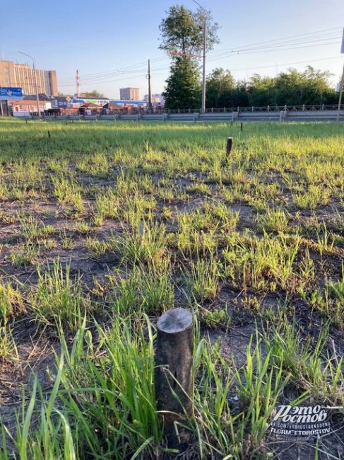 🌳«"Озеленение" вдоль моста Малиновского прошло успешно. Высохшие деревья, выгоревшая трава, где-то деревья..