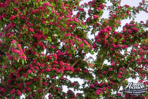 🌳 Июньская обстановка в Парке..