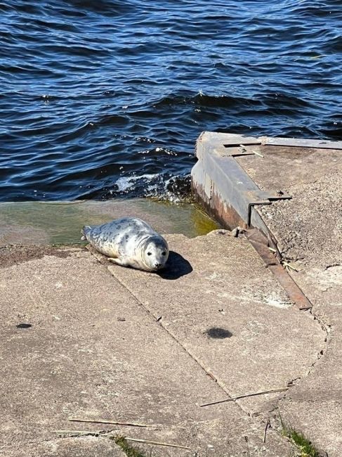 В Морском порту заметили отдыхающей тюленьку, которая поселилась в центре Петербурга, сообщает Фонд друзей..