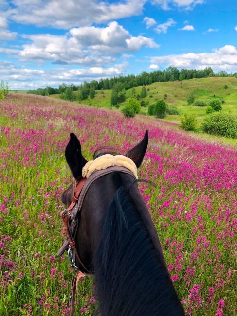 Приглашаем на конные прогулки  в клуб верховой езды "Есаул" 🏇 В этом году мы разработали несколько новых..