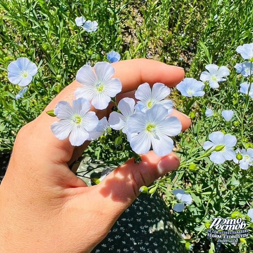 💙 Бескрайнее лняное море в Ростовской..